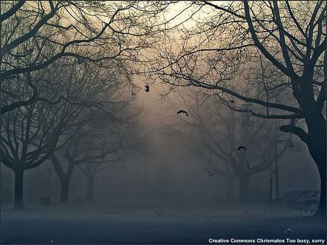 Freezing fog accumulating on trees